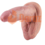 9.3 Realistic Silicone Dildo